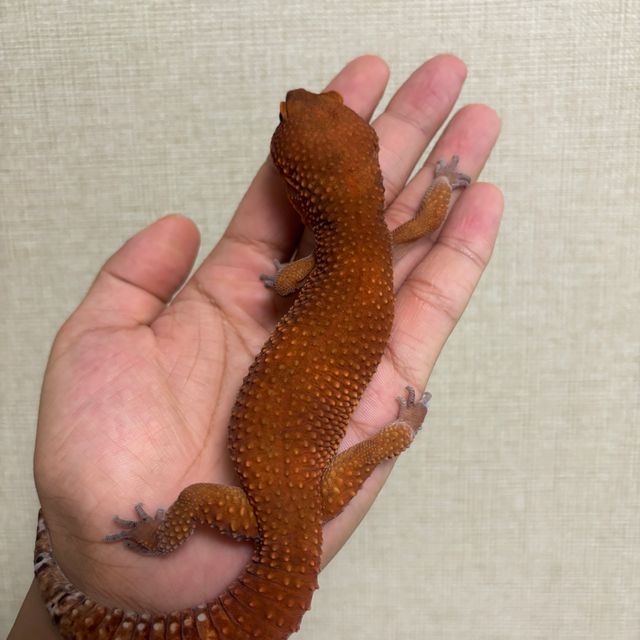 인페르노 만다린