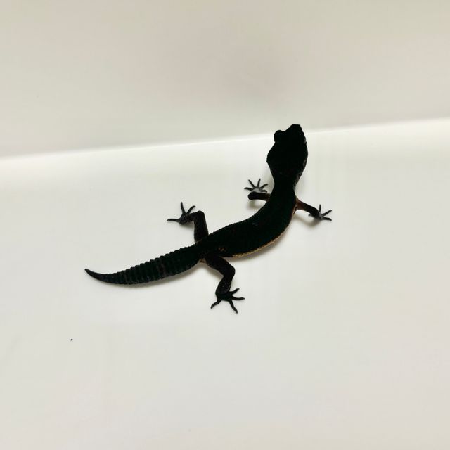 블랙나이트 만다린