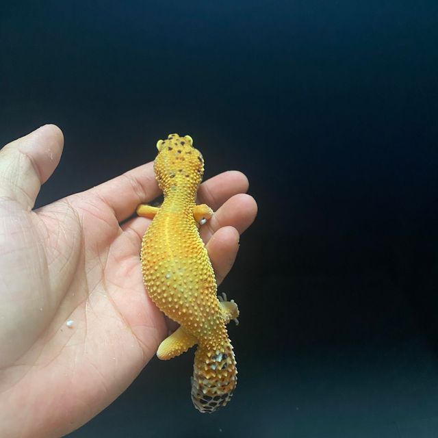 그린 텐저린