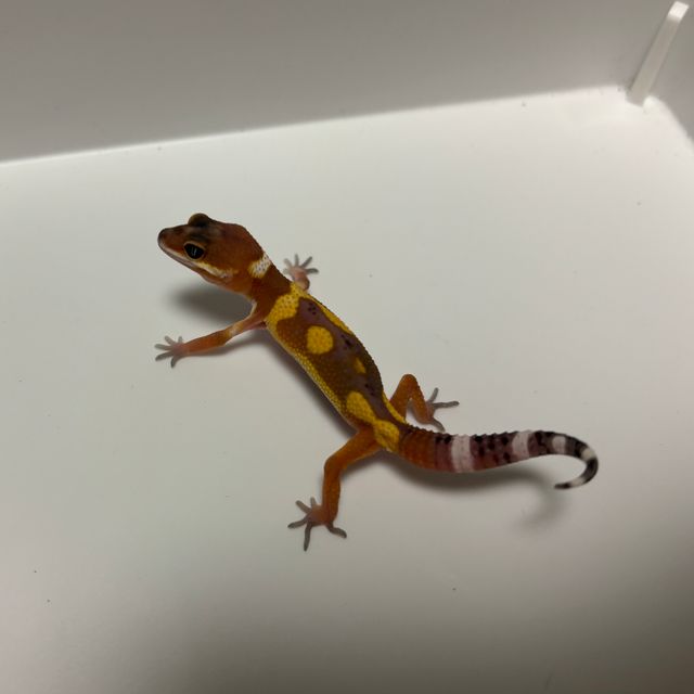 블랙나이트 만다린