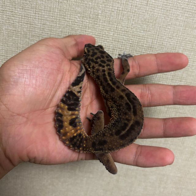 블랙나이트 만다린