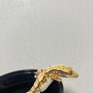 바브