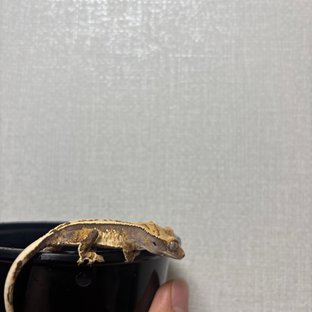 노멀