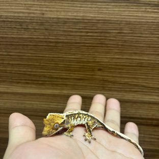 트라이 드리피 화이트스팟 화이트포트홀