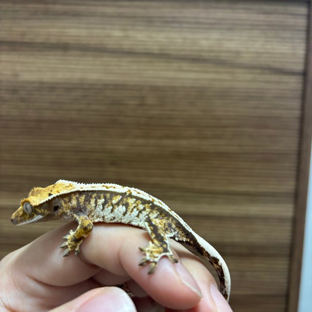 트라이 드리피 화이트스팟 화이트포트홀