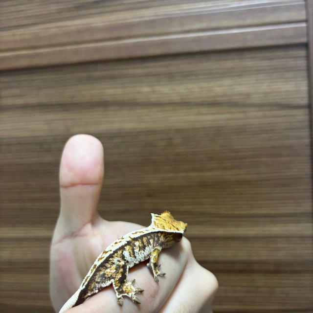 트라이 드리피 화이트스팟 화이트포트홀