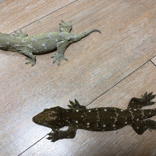 노멀
