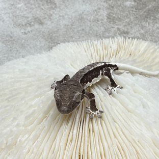 릴잔틱