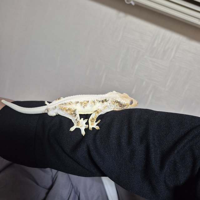 릴리화이트 트라이 드리피 풀핀 솔리드백