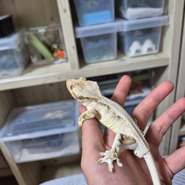 릴리화이트 트라이 드리피 풀핀 솔리드백