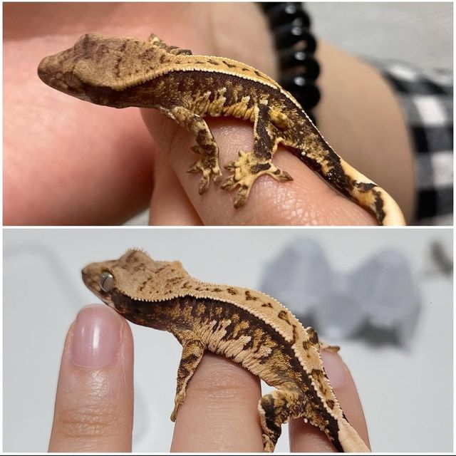 노멀 트라이 화이트스팟