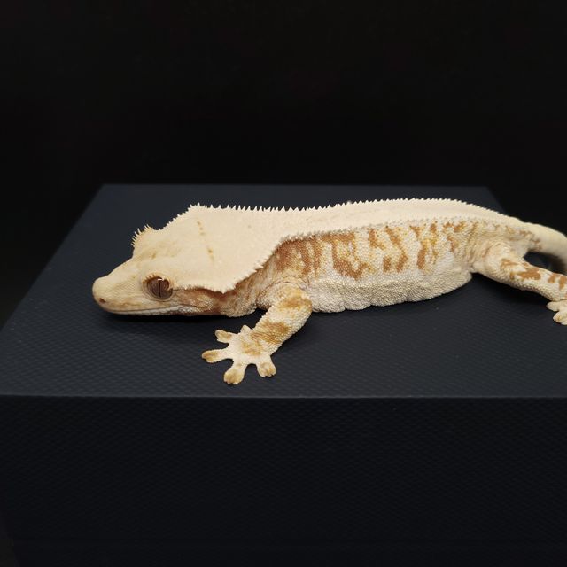 릴리화이트 솔리드백 레드