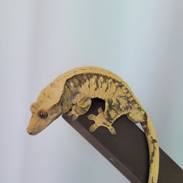 노멀 트라이 화이트스팟