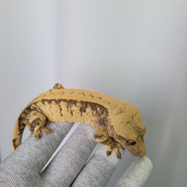 노멀 트라이 화이트스팟