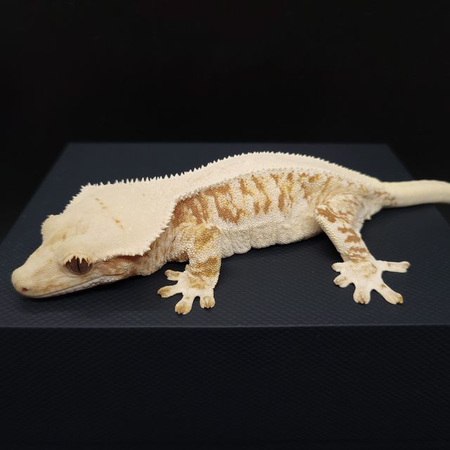 릴리화이트 솔리드백 레드