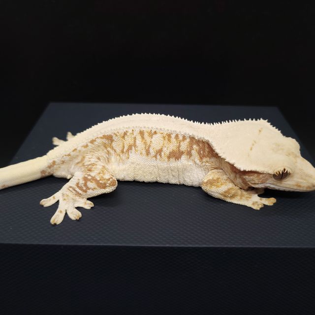 릴리화이트 솔리드백 레드