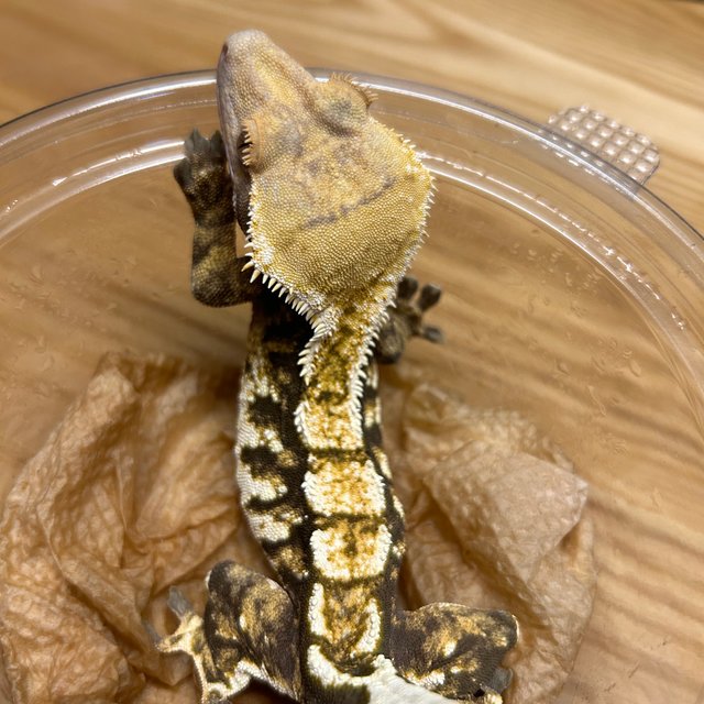 트라이 노멀 바브