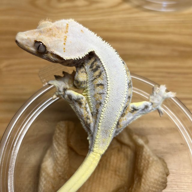 릴리화이트 트라이