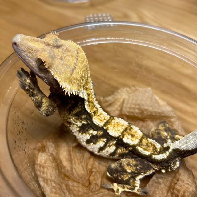 트라이 노멀 바브