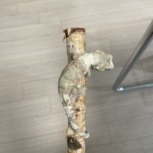 화이트카라