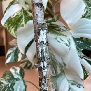 파인아일랜드 화이트카라