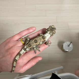 화이트카라