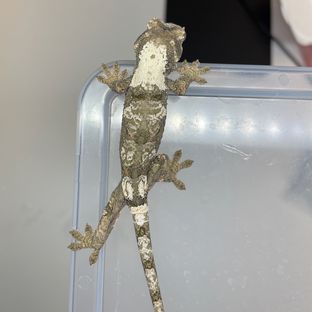 화이트카라