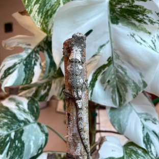 파인아일랜드 화이트카라