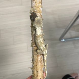 화이트카라