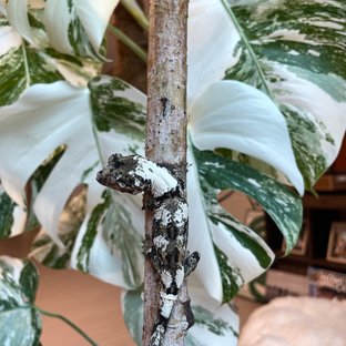 파인아일랜드 화이트카라