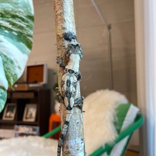 파인아일랜드 화이트카라