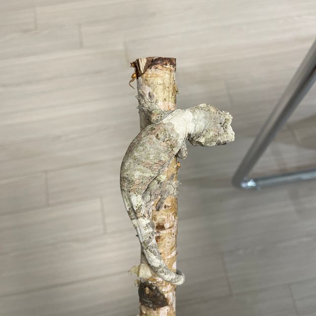 화이트카라