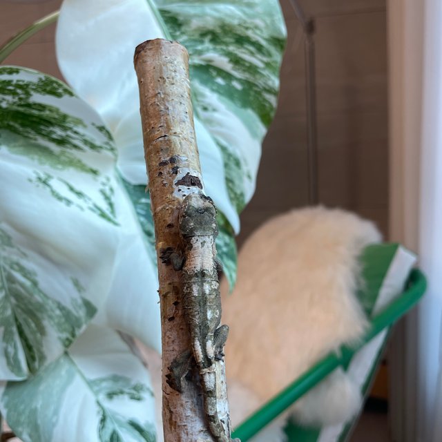 파인아일랜드 화이트카라