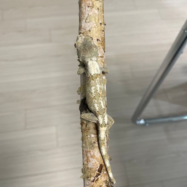 화이트카라