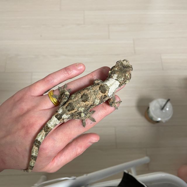화이트카라