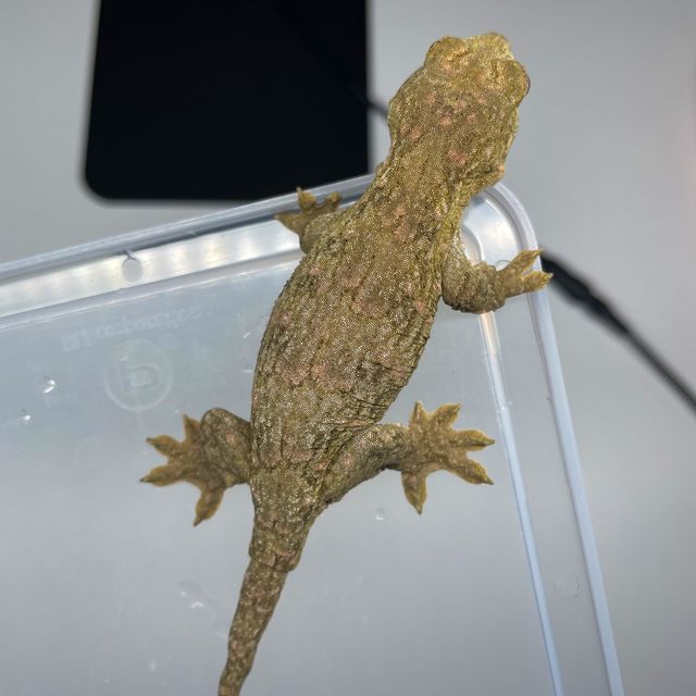 멜라니스틱