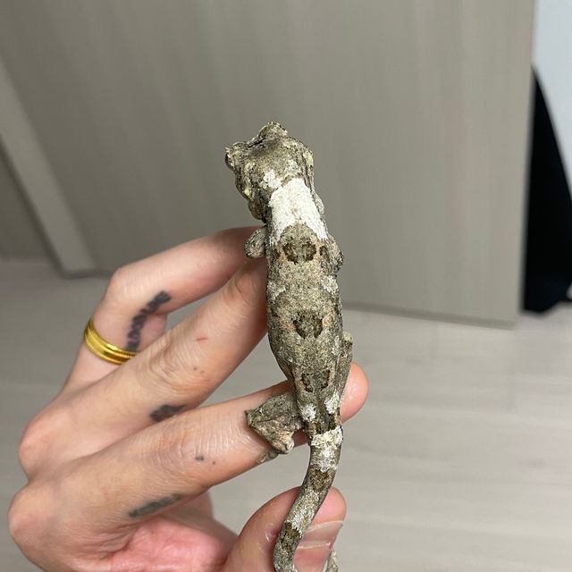 화이트카라
