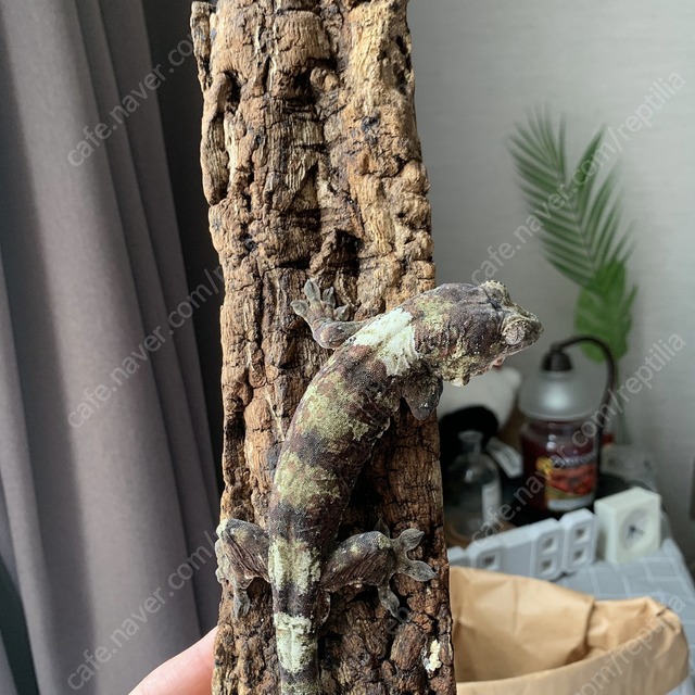 화이트카라