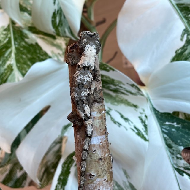 파인아일랜드 화이트카라