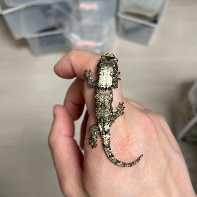 화이트카라