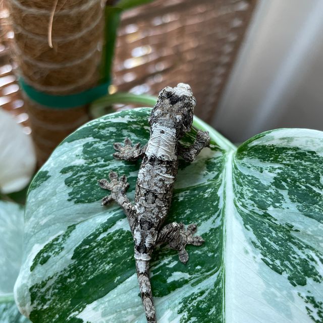 화이트카라