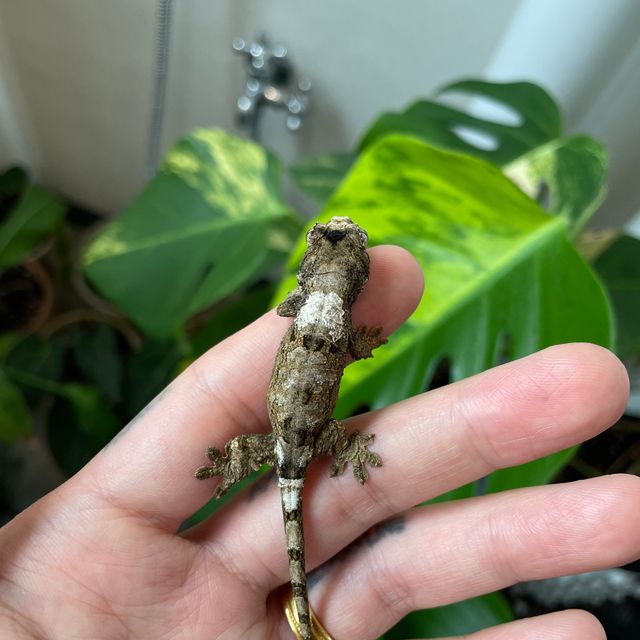 화이트카라