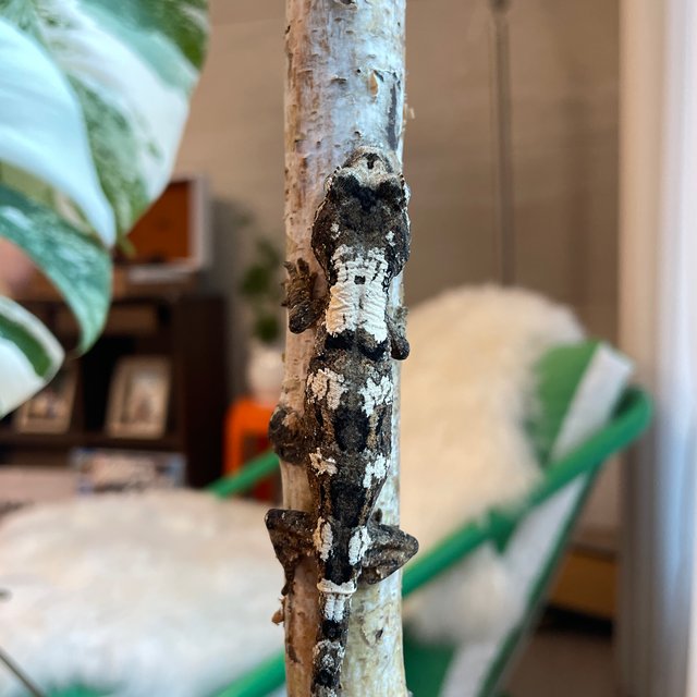 파인아일랜드 화이트카라