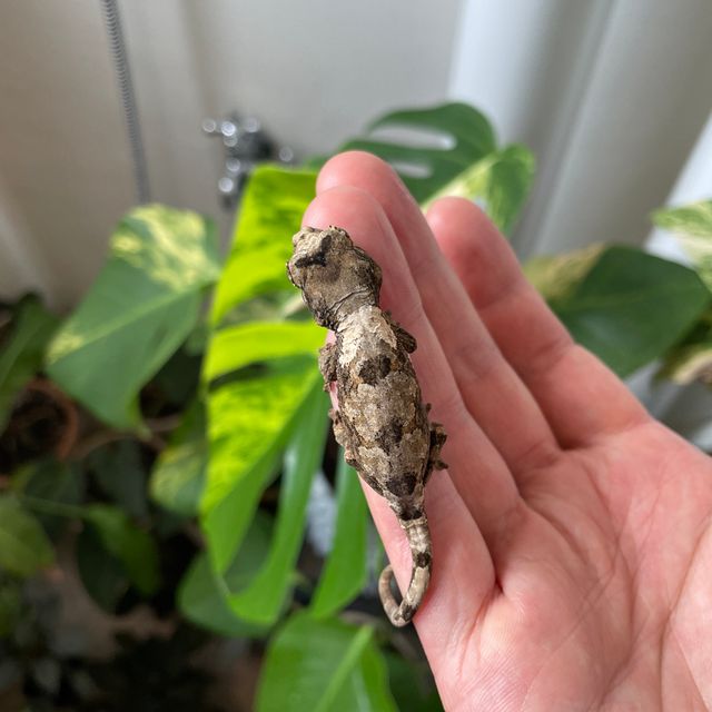 화이트카라