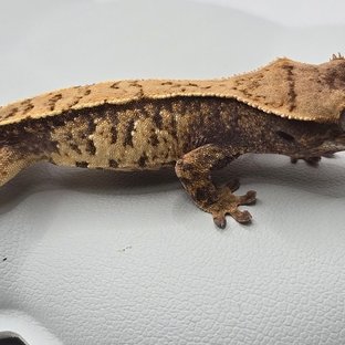 노멀 트라이 화이트스팟