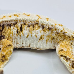 노멀 트라이 화이트스팟 드리피