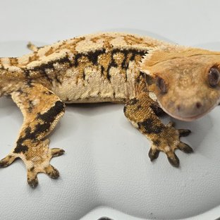 노멀 트라이 화이트스팟 텐저린