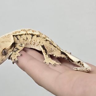 트라이