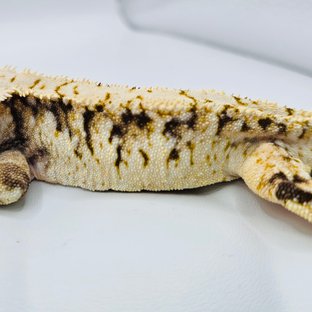 노멀 화이트스팟 트라이