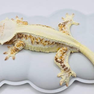 릴리화이트 트라이 솔리드백